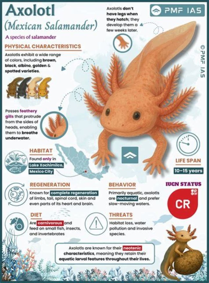 The Complete Guide To All Types Of Axolotls