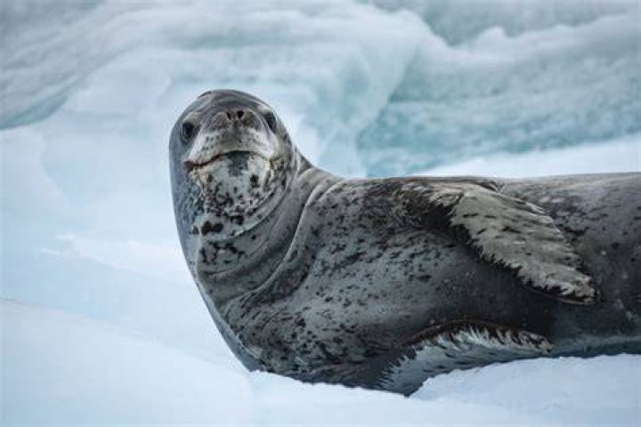 The Complete Guide To Leopard Seal Diet: What Do They Eat?