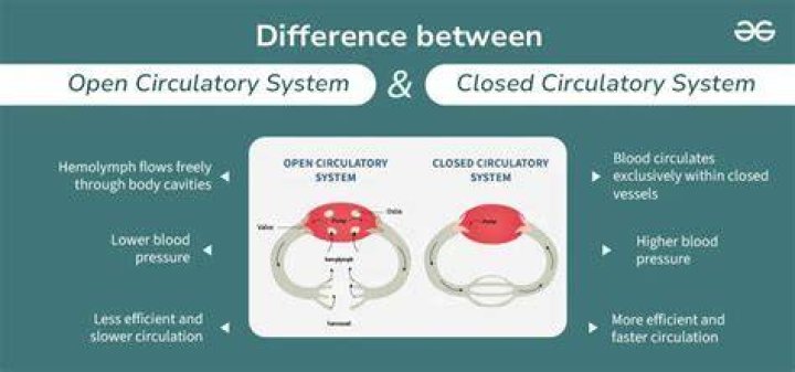 The Comprehensive Guide To Understanding Open Circulatory System Examples