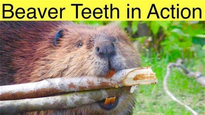 The Curious Tale: How The Beaver Got His Endearing Nickname