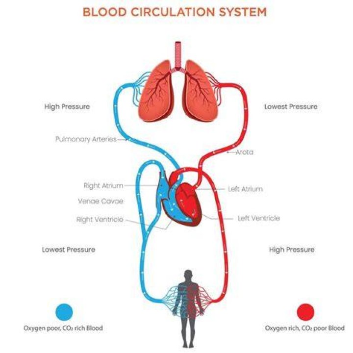 The Essential Artery: Pumping Oxygen-Rich Blood Away From The Heart
