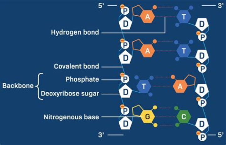The Essential Guide To Hydrogen Bonds In DNA