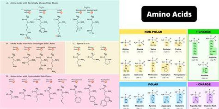The Essential Guide To Polar Amino Acids: Types, Properties, And Roles