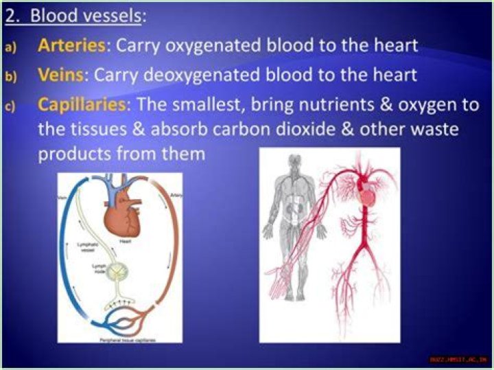 The Essential Guide To The Artery: Understanding The Blood Vessel That Carries Life Away From The Heart