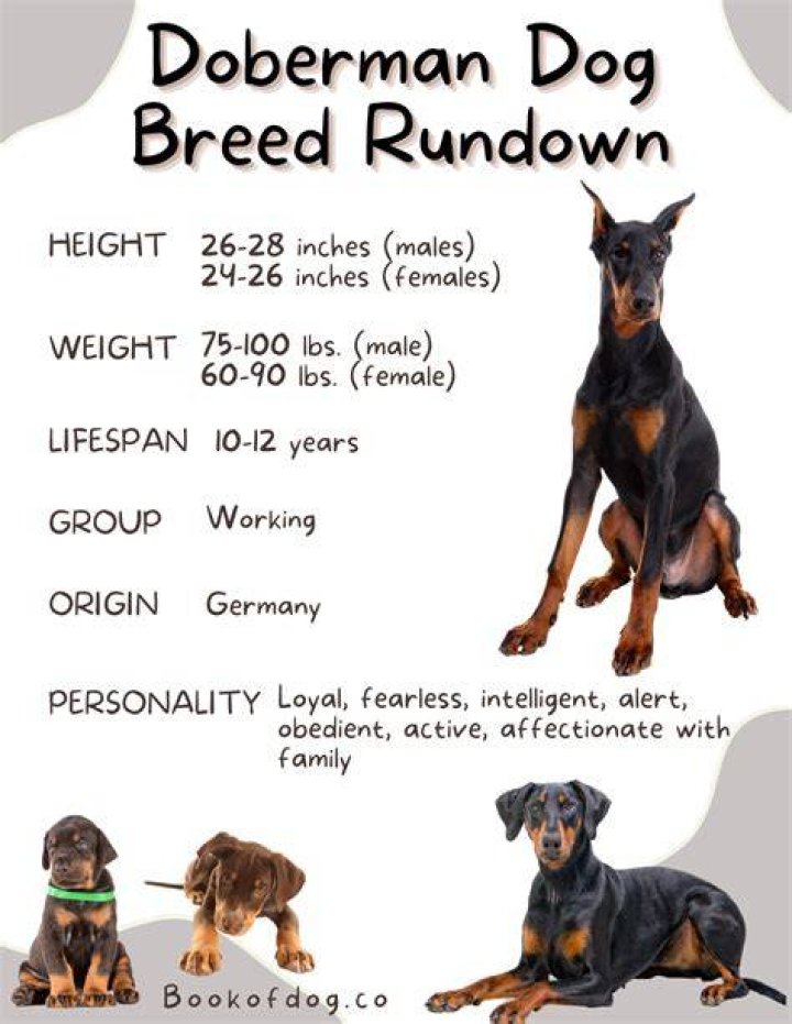 The Essential Guide To The Chad Doberman Family: Unlocking Their Unique Traits And Characteristics