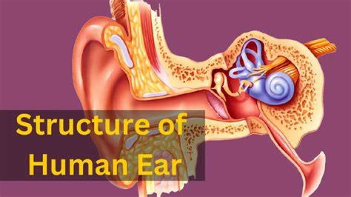 The Essential Guide To The Function And Importance Of The Human Ear
