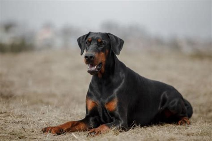 The Eventual Downfall Of The Doberman Brothers - What Ultimately Happened?