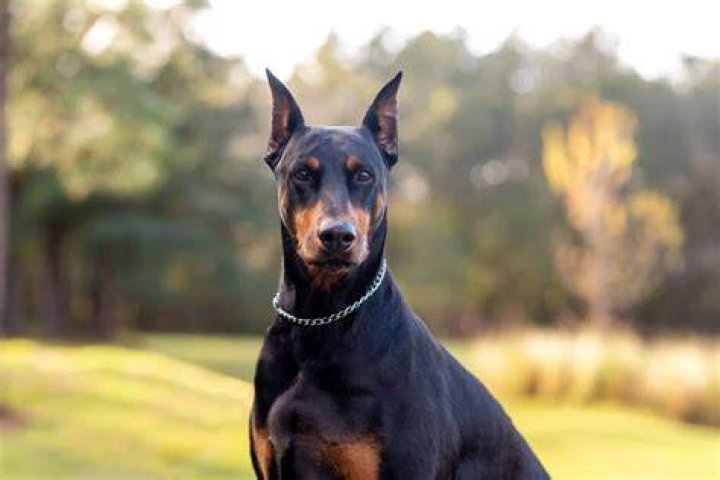 The Intriguing Tale Of Chad: A Loyal And Brave Doberman Dog