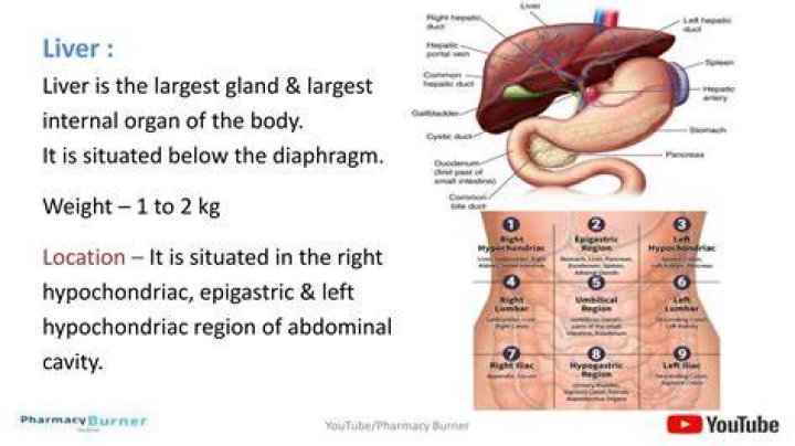 The Largest Internal Organ: A Comprehensive Guide To The Liver