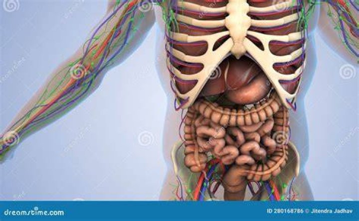 The Liver: Your Body's Largest Internal Organ