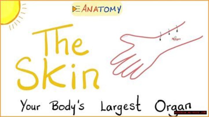 The Skin: The Largest Organ In Your Body