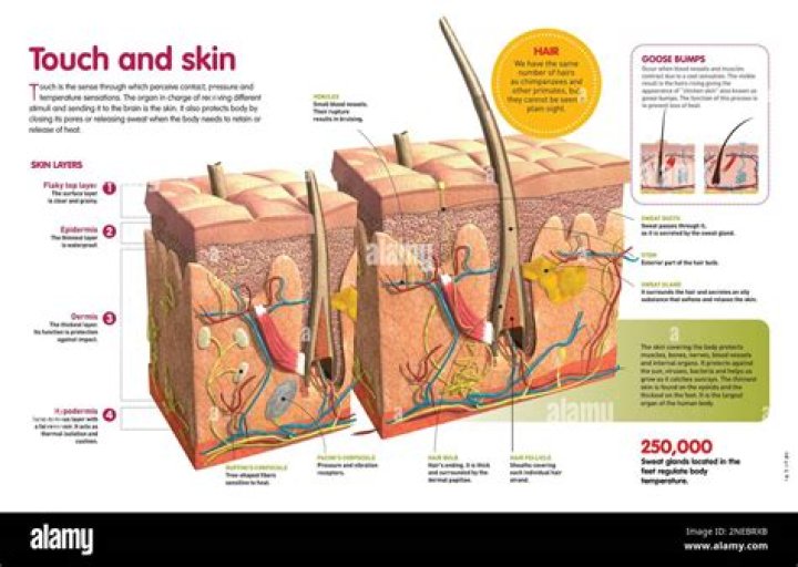 The Skin: Your Largest And Vital Organ