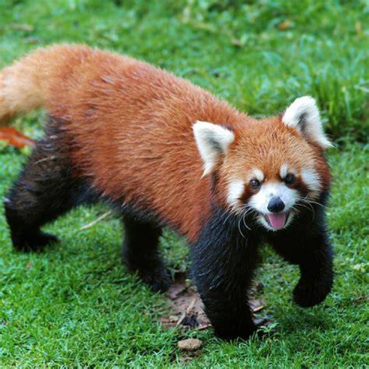 The Truth About Owning A Red Panda: Can You Legally Purchase One?