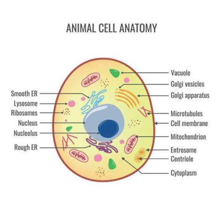 The Ultimate Guide: Do Animal Cells Possess Cell Membranes?