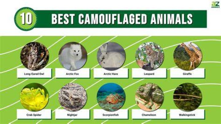 The Ultimate Guide To Camouflaged Flows: The Art Of Rap Camouflage