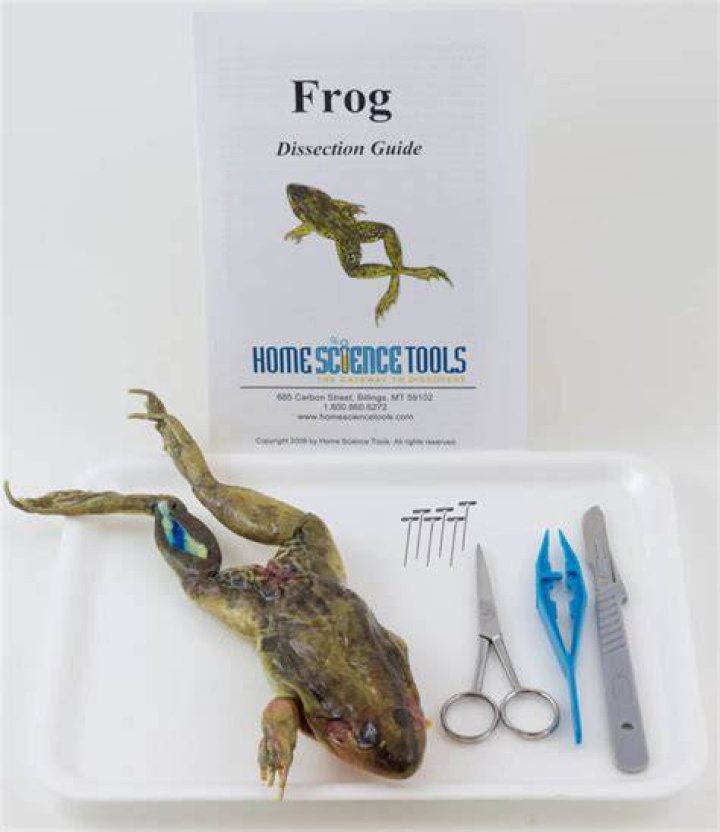 The Ultimate Guide To Dissection Microscopes: A Comprehensive Review