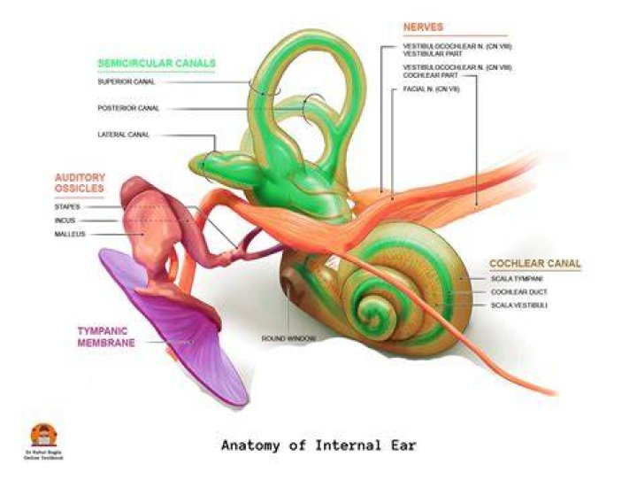 The Ultimate Guide To Ear Function: Functions, Anatomy, And More
