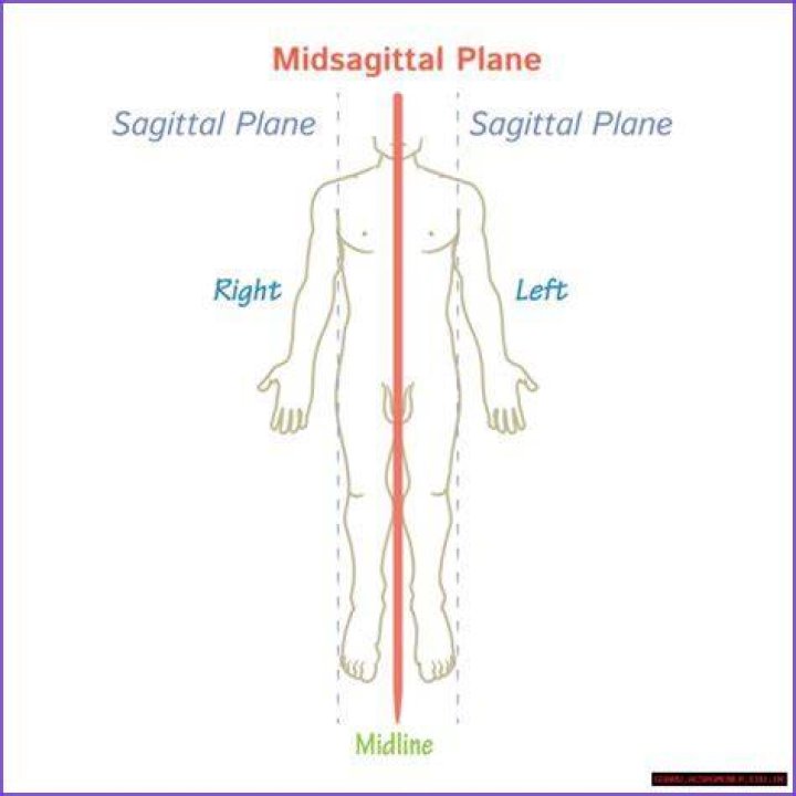 The Ultimate Guide To Midsagittal Definition In Anatomy