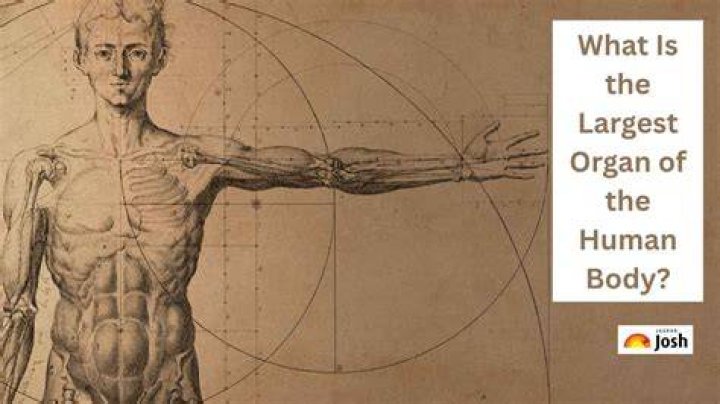 The Ultimate Guide To The Skin: The Largest Organ In Your Body