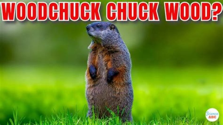 The Ultimate Guide To The Woodchuck's Wood-Chucking Potential