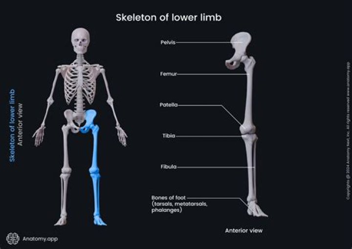 The Ultimate Guide To Understanding "Limb By Limb" Meaning: A Comprehensive Explanation