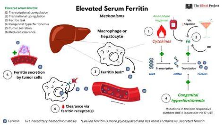 The Untold Significance Of Elevated Ferritin Levels: Unlocking The Mystery
