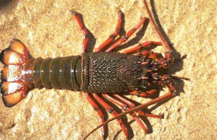 Timeline Of Rock Lobster Release