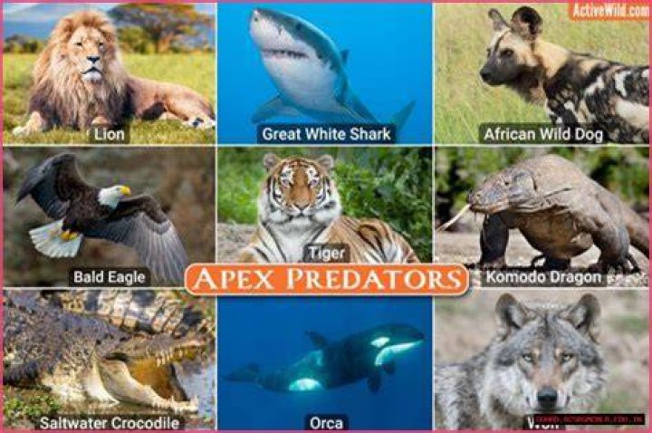 Top Predators: Animals Known To Hunt Humans