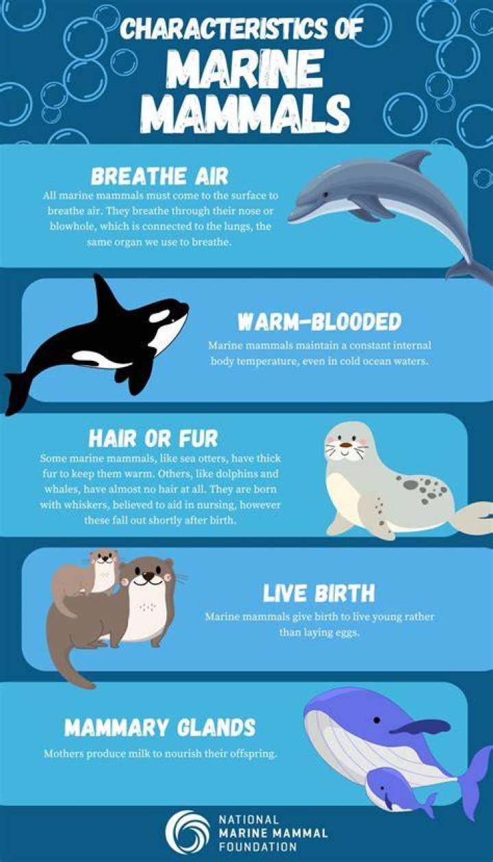 Tragic Fate Of A Marine Mammal: What Befell The Ill-Fated Seal