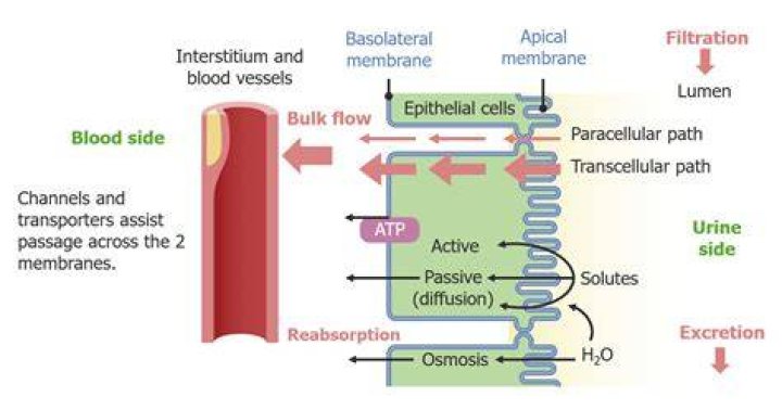 Tubulo Colector: An Overview Of Physiology And Function