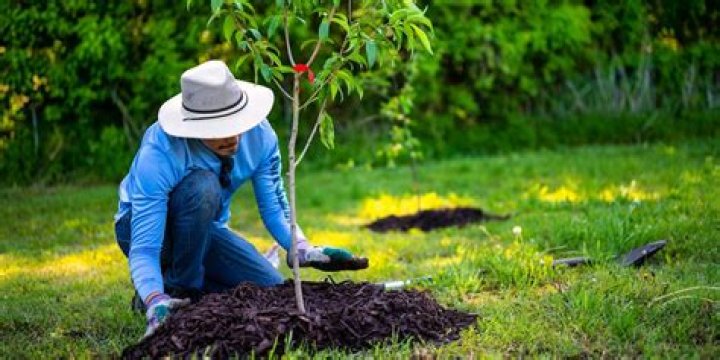 Ultimate Guide To OSRS Spirit Saplings: A Comprehensive Exploration