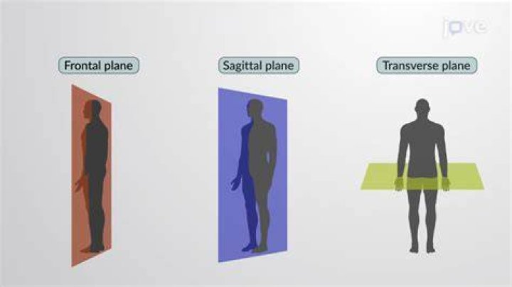 Ultimate Guide To Sagittal Vs. Midsagittal: Understanding The Anatomical Plane Distinction