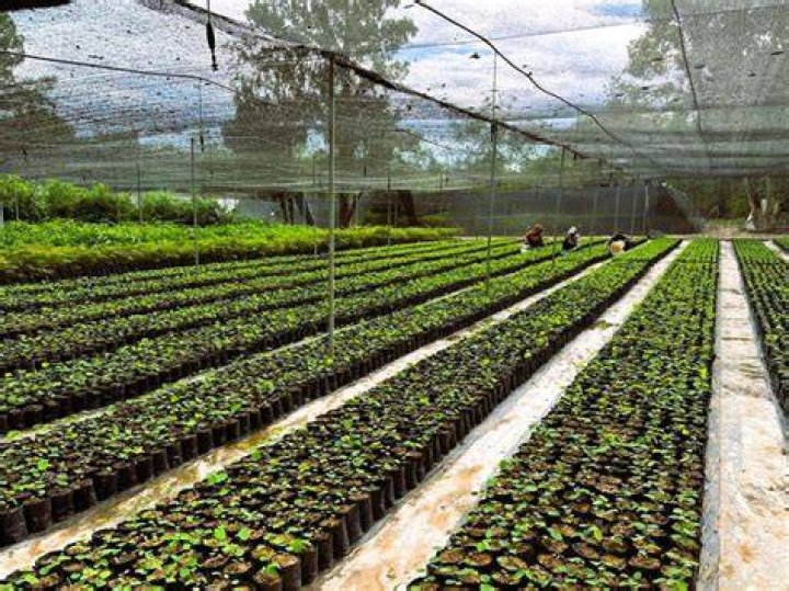 Ultimate Guide To Sapling Production In OSRS