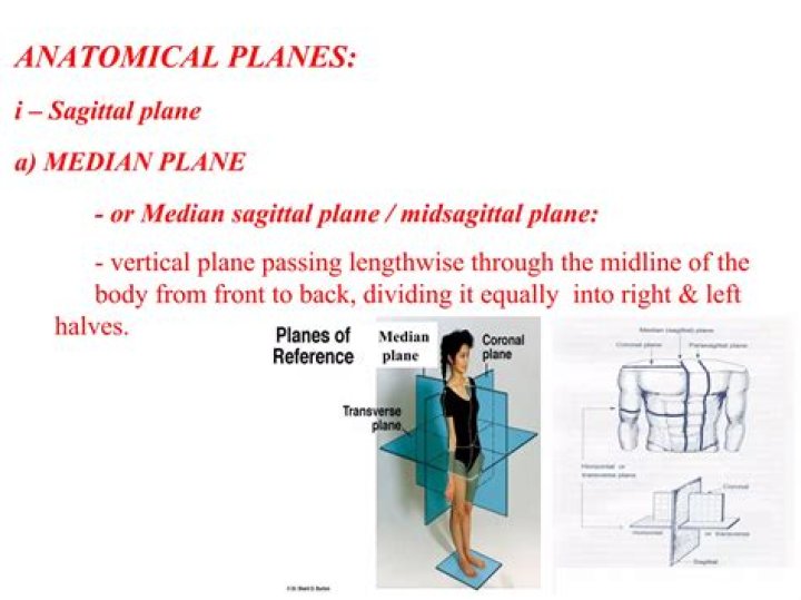 Ultimate Guide To The Median Sagittal Plane: Anatomy, Functions, And Significance