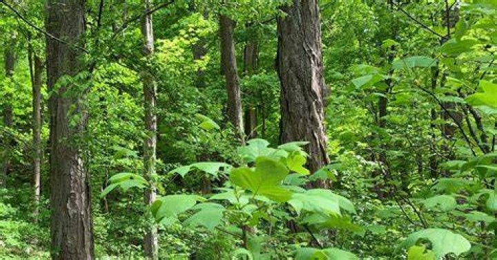 Uncover The Defining Traits Of Temperate Deciduous Forests