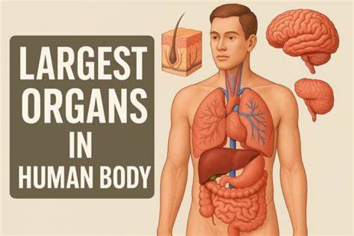 Uncover The Largest Organ In Your Body: The Amazing Truth