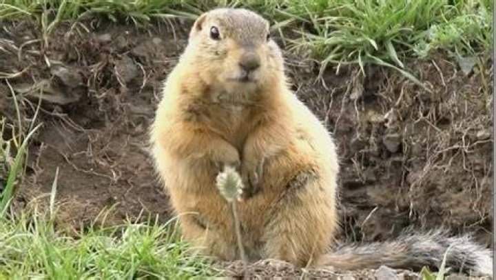 Uncover The Mystery Of The Woodchuck Enigma: A Riddling Challenge