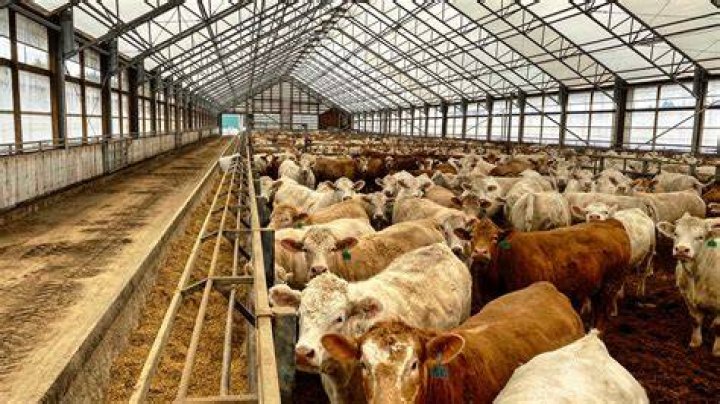 Uncover The Unique Names Of Cows At The State Fair: A Comprehensive List