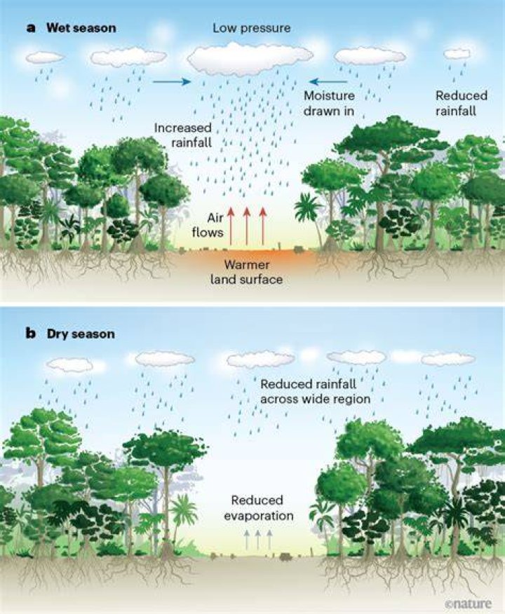 Uncovering The Rainfall Patterns In Deciduous Forests
