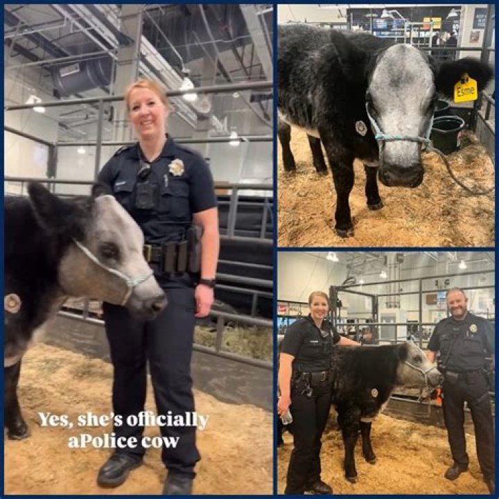 Unforgettable Mistake: Cow Given Offensive Name