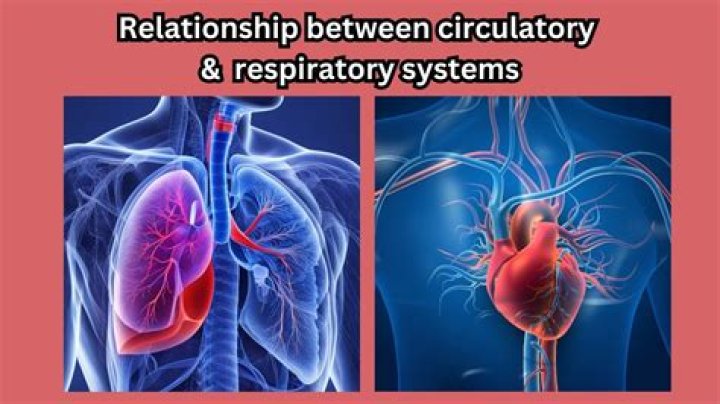 Unraveling The Interplay: How The Respiratory And Circulatory Systems Work Together