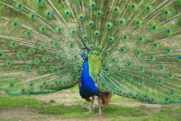 Unraveling The Tragedy Of Henry Meacock