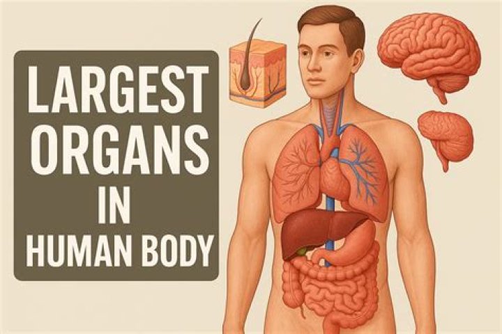 Unveiling The Astonishing: Discover The Largest Organ In The Human Body
