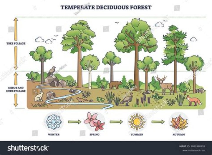 Unveiling The Changing Canvas Of Temperate Deciduous Forests: Exploring Seasonal Shifts