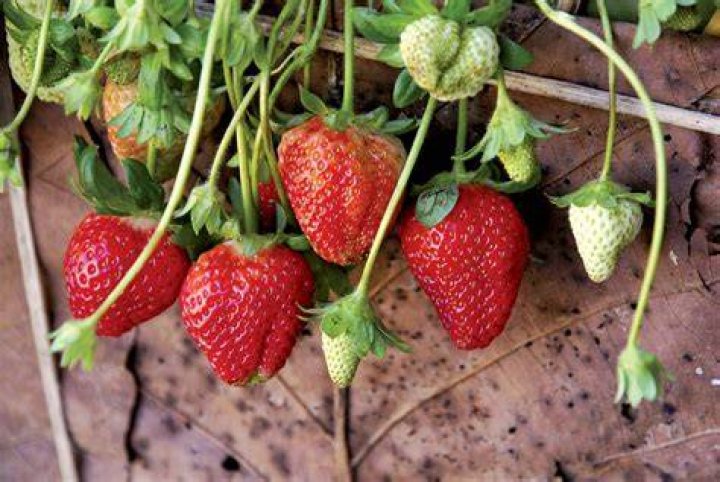 Unveiling The Curious Case: Why Is A Strawberry Called A Strawberry?