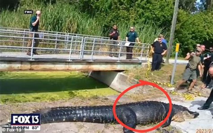 Unveiling The Extraordinary Tale Of Sabrina Peckham And The Alligator