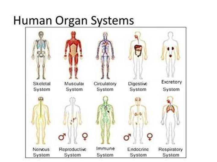 Unveiling The Largest Human Organ: A Comprehensive Guide