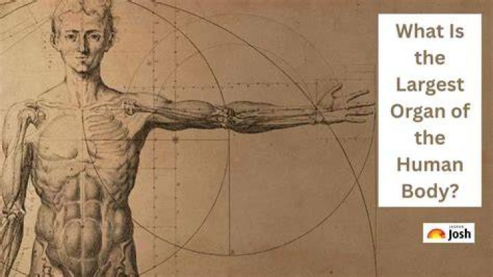 Unveiling The Largest Organ: Discover The Vital Role Of Your Skin