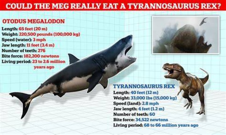 Unveiling The Megalodon's Enigma: Groundbreaking Discovery In 2024