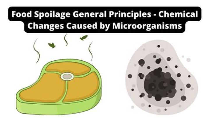 Unveiling The Surprising Bacteria That Emits A Corn Chip Scent
